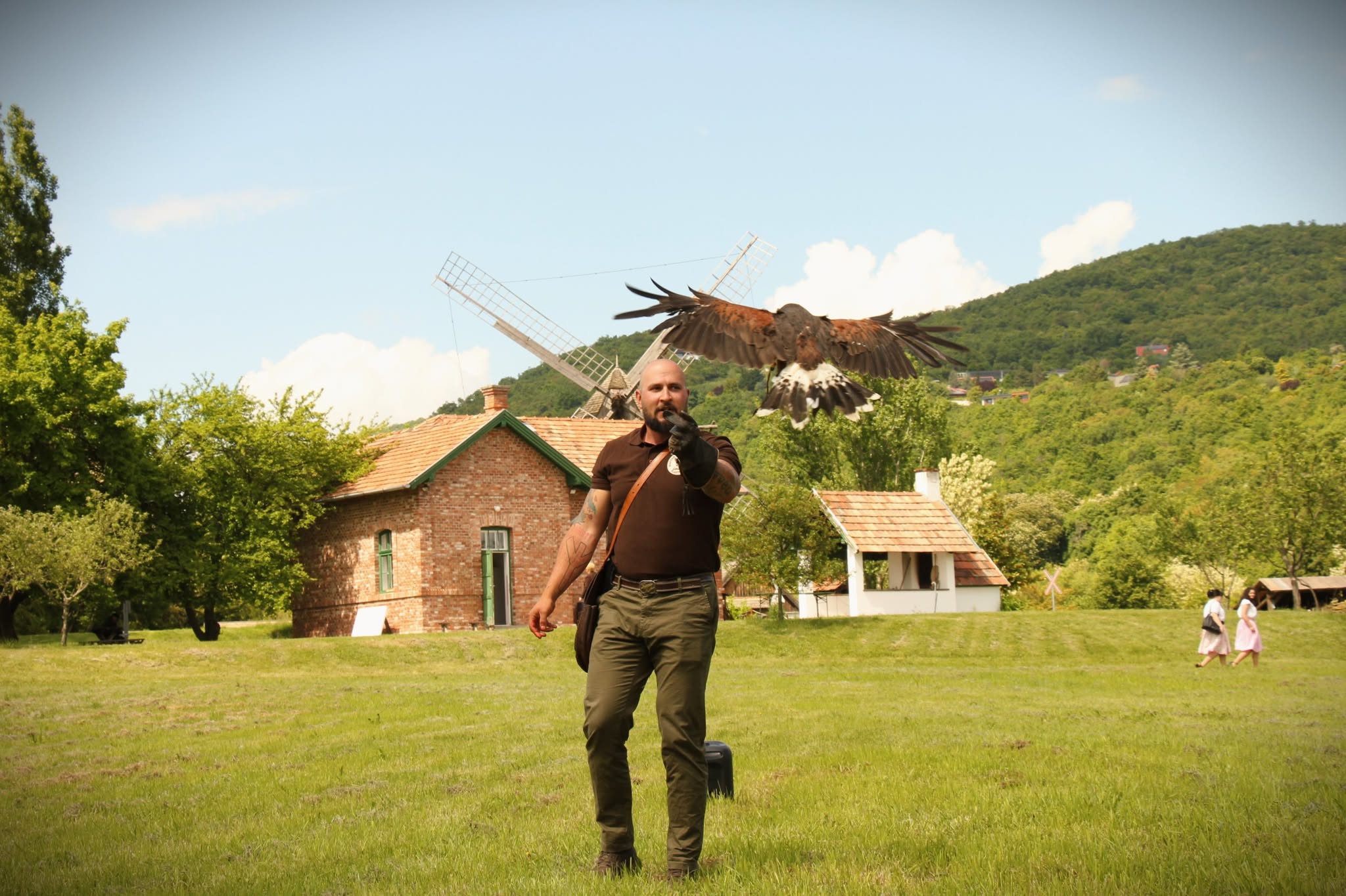 sólyom